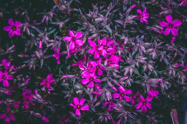 Creeping Phlox 'Scarlet Flame' Market Basket