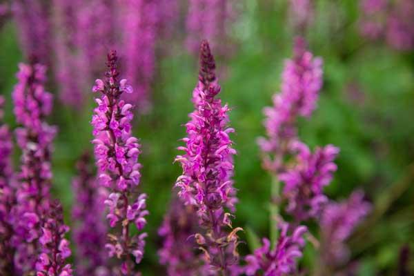 Woodland Sage 'East Friesland' 2 Gallon