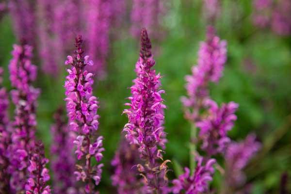 Meadow Sage 'East Friesland' 2 Gallon