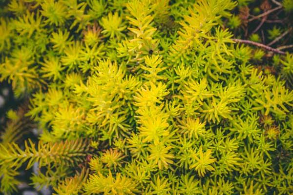 Stonecrop 'Angelina' Market Basket