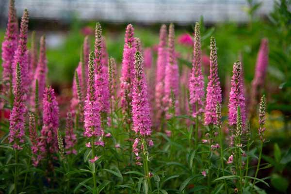 Speedwell 'Giles Van Hees' 1 Gallon