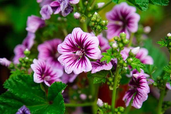 Zebra Mallow 'Zebrina' 2 Gallon