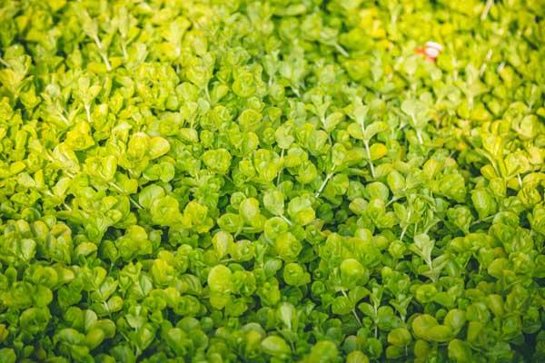 Creeping Jenny 'Goldilocks' Market Basket