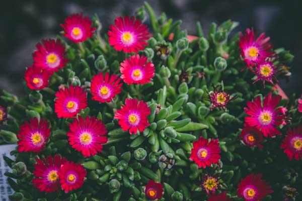 Ice Plant 'Pink Ribbon' 1 Gallon