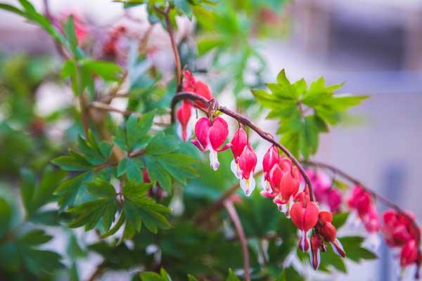 Bleeding Heart 'Valentine' 1 Gallon