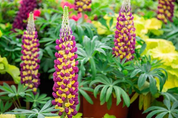 Lupine 'Manhattan Lights' 2 Gallon