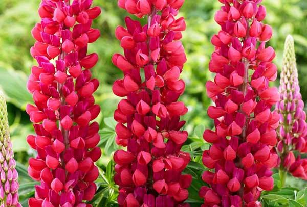 Lupine 'Red Rum' 2 Gallon