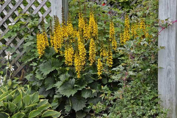 Ligularia 'The Rocket' 2 Gallon