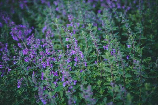 Catmint 'Junior Walker' 2 Gallon