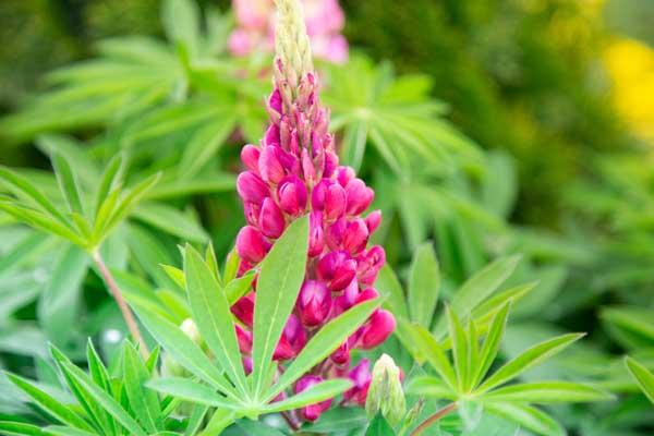 Lupine Staircase&trade; Red 2 Gallon