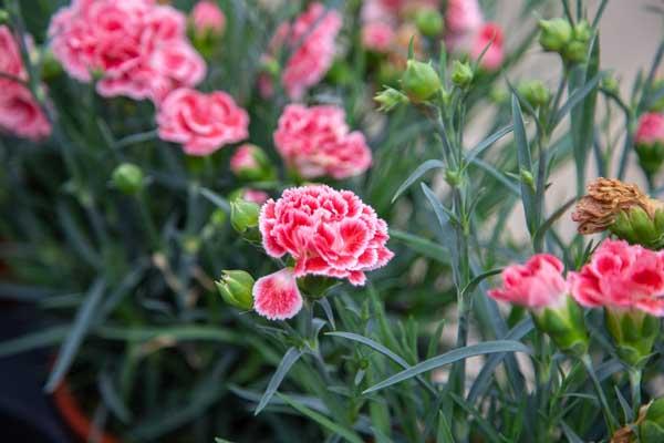 Dianthus Scent First&reg; Coral Reef 1 Gallon