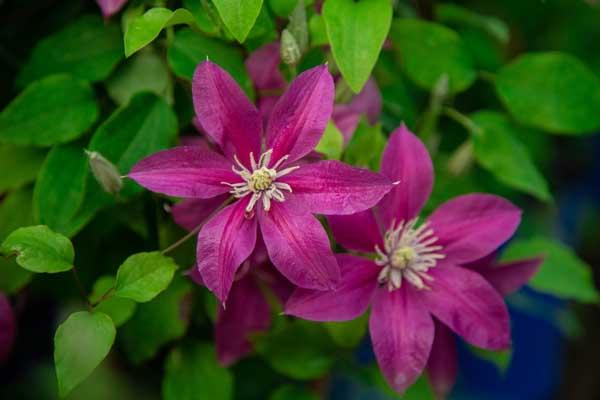 Clematis 'Acropolis' 2 Gallon