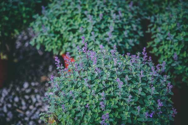 Catmint 'Kitten Around' 2 Gallon