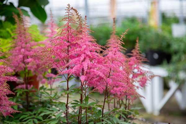 Astilbe 'Vision in Pink' 2 Gallon
