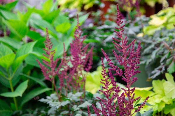 Astilbe 'Vision in Red' 1 Gallon