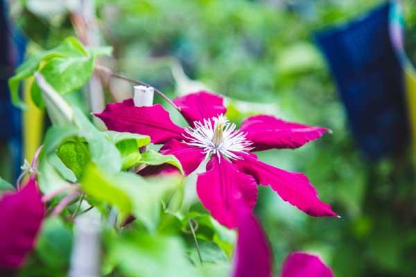 Clematis 'Rebecca' 2 Gallon