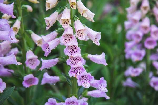 Foxglove 'Camelot Lavender' 2 G