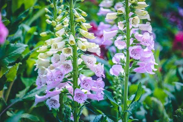 Foxglove 'Camelot Mix' 2 Gallon