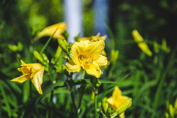 Daylily 'Happy Returns' 1 Gallon