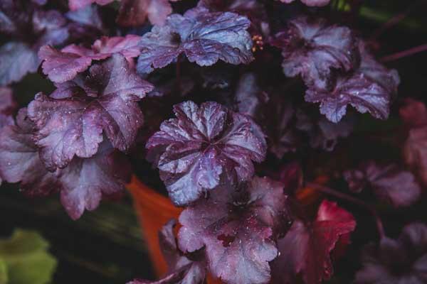 Coral Bells 'Obsidian' 2 Gallon