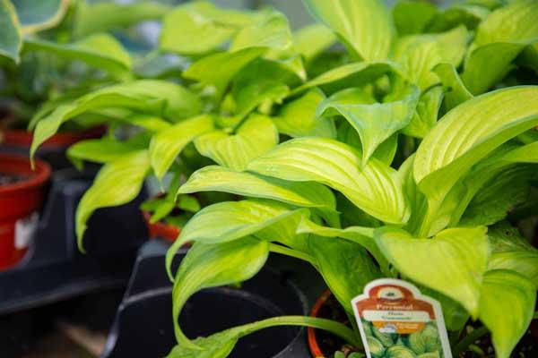 Hosta 'Guacamole' 1 Gallon