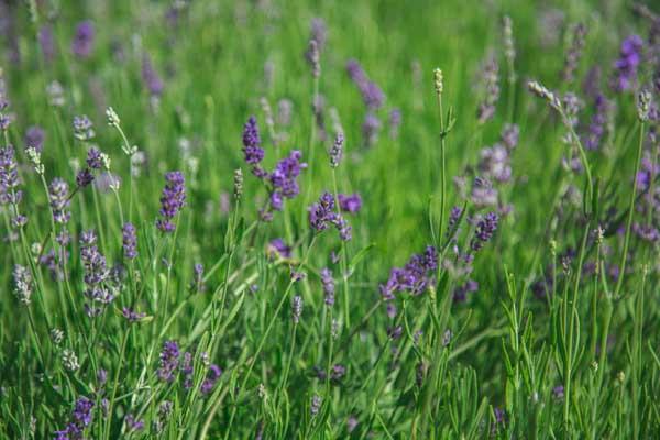 English Lavender 'Munstead' 2 Gallon