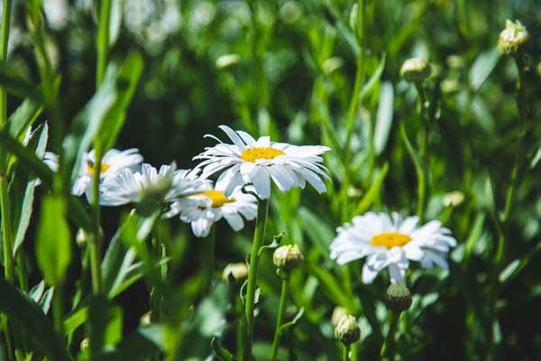 Shasta Daisy 'Becky' 2 Gallon