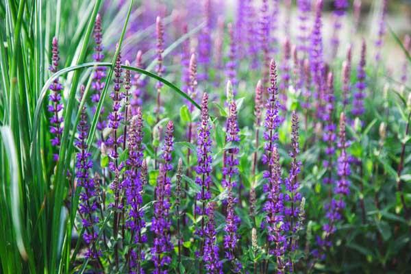 Meadow Sage 'Caradonna' 1 Gallon