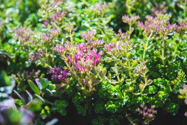 Stonecrop Sedum 'John Creech' Market Basket