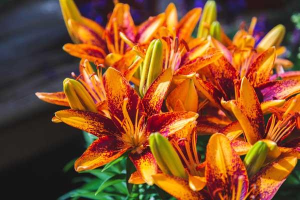 Asiatic Lily Looks 'Tiny Orange Sensation' 2 Gallon
