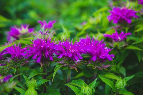 Bee Balm 'Grand Parade' 1 Gallon