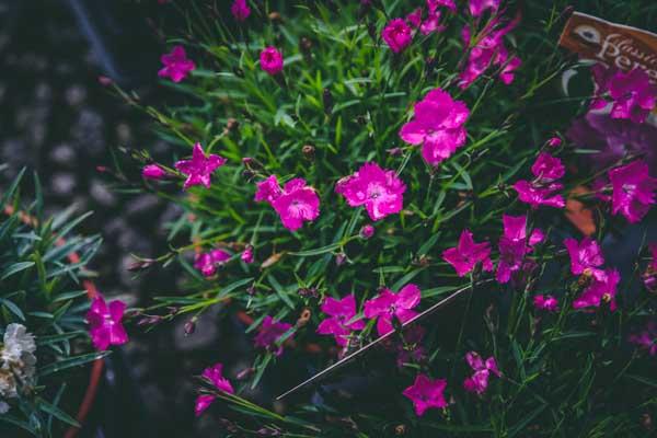 Dianthus 'Kahori' 1 Gallon