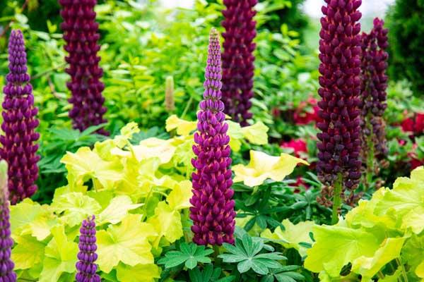 Lupine 'Masterpiece' 2 Gallon