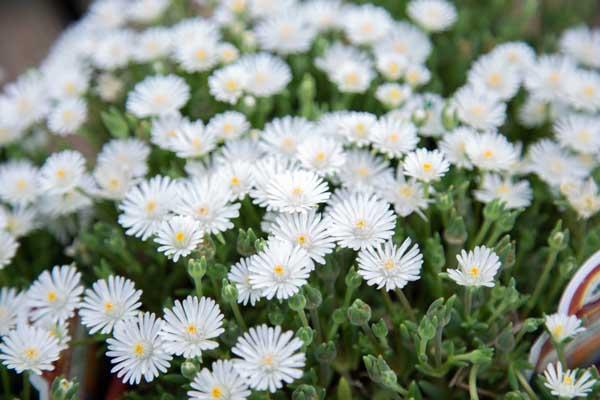 Ice Plant 'Moon Stone' 1 Gallon