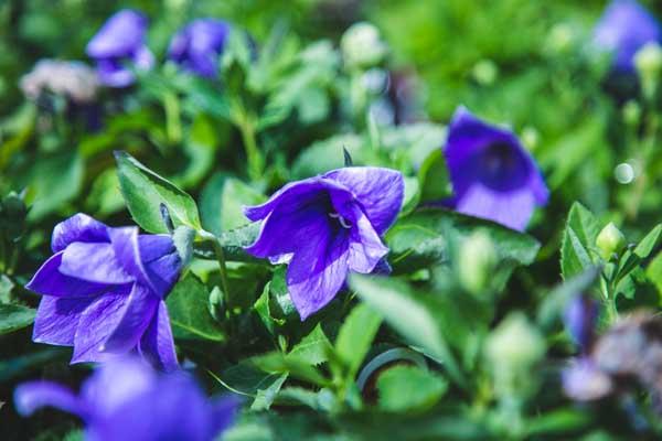 Balloon Flower 'Astra Semi Double Blue' Quart