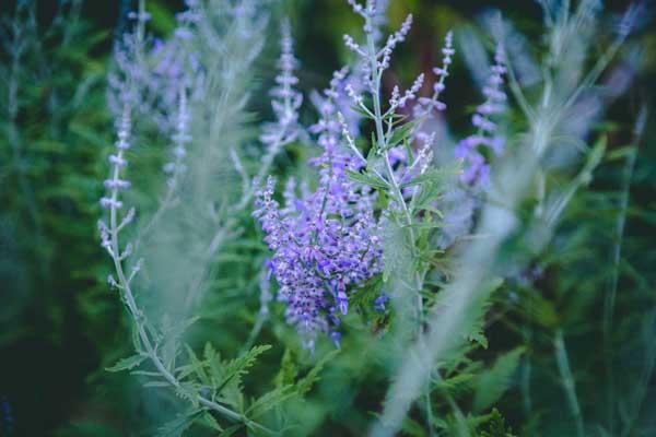 Russian Sage 'Lacey Blue' 1 Gallon