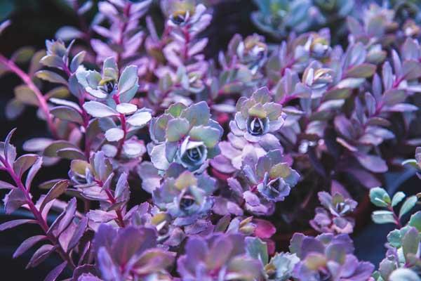 Stonecrop Sedum Sunsparkler 'Dazzleberry' 1 Gallon