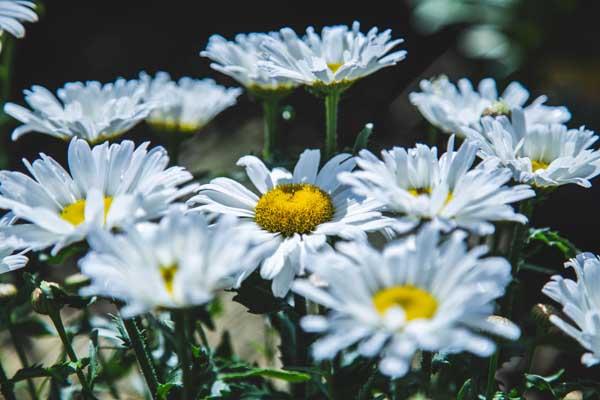 Shasta Daisy Amazing Daisies 'Daisy May' 1 Gallon
