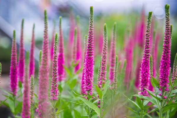 Speedwell Vernique&trade; 'Rose' 1 Gallon