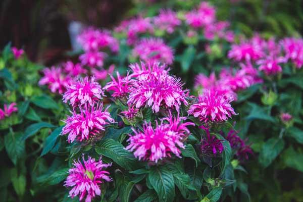 Bee Balm Balmy&trade; Pink 1 Gallon