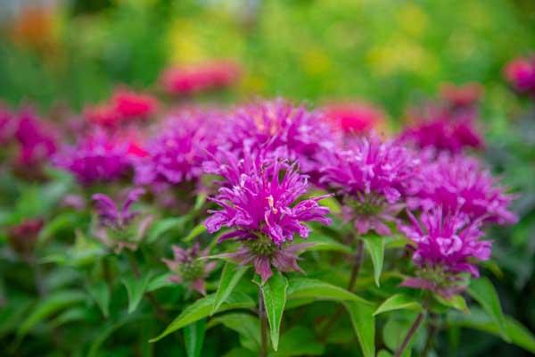 Bee Balm Balmy&trade; Rose 2 Gallon