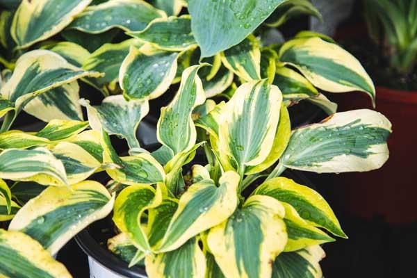 Hosta Shadowland&reg; 'Autumn Frost' 1 Gallon