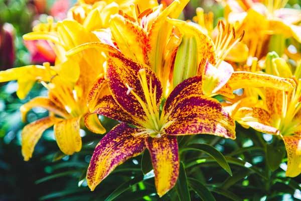 Asiatic Lily Looks 'Tiny Parrot' 2 Gallon