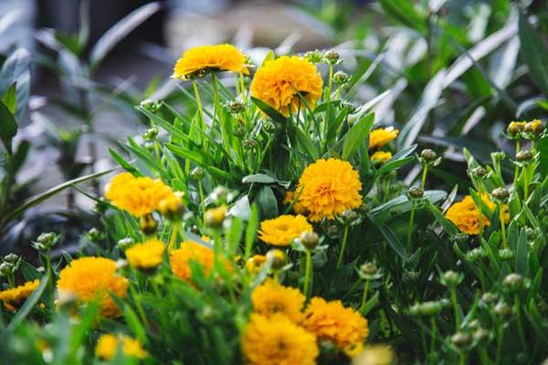 Tickseed Solanna&trade; Golden Sphere 1 Gallon