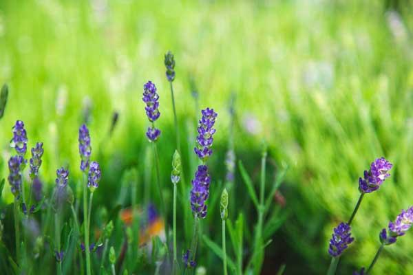 English Lavender 'Big Time Blue' 2 Gallon