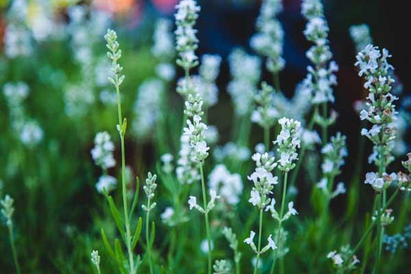 English Lavender 'Ellagance Snow' 1 Gallon