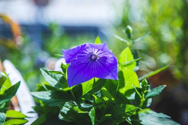 Balloon Flower 'Twinkle Blue' Quart