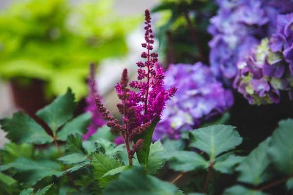 Astilbe 'Visions' 1 Gallon