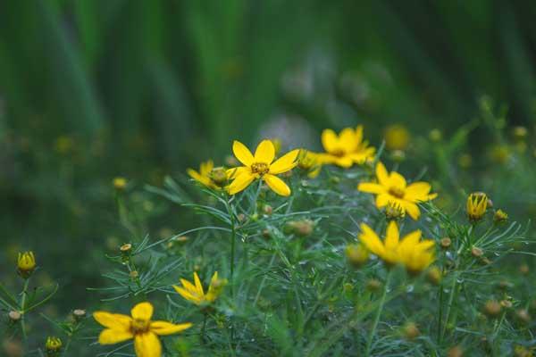 Tickseed 'Zagreb' 1 Gallon