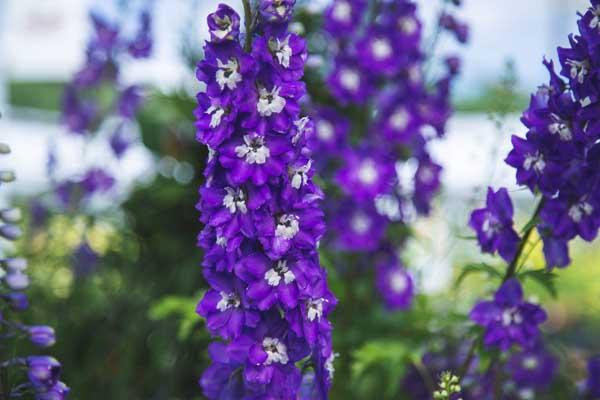 Larkspur 'Aurora Deep Purple' 2 Gallon